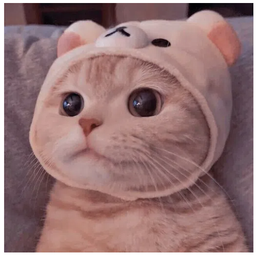 猫猫云 logo